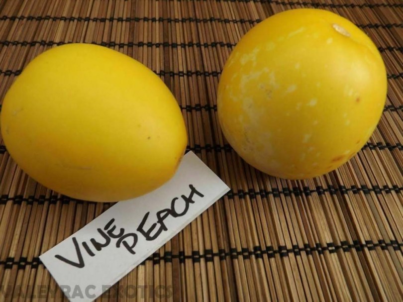 Barack inda sárgadinnye, Vine Peach - Egzotikus sárgadinnyék az Egzotikus Növények Stúdiójától